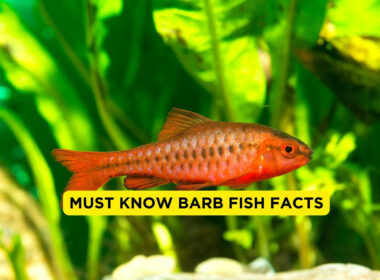 Must Know barb fish Facts
