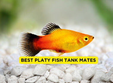 Best Platy Fish Tank Mates