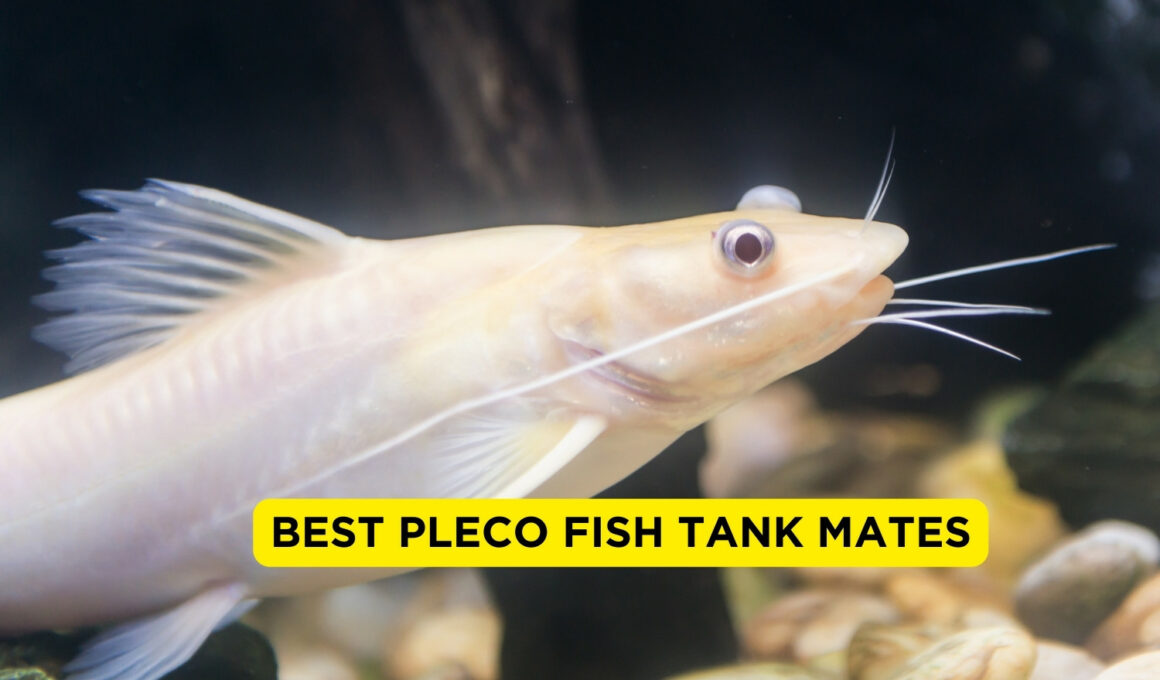 Best Pleco Fish Tank Mates