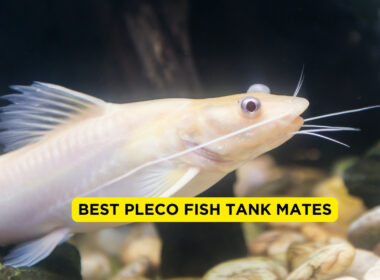 Best Pleco Fish Tank Mates
