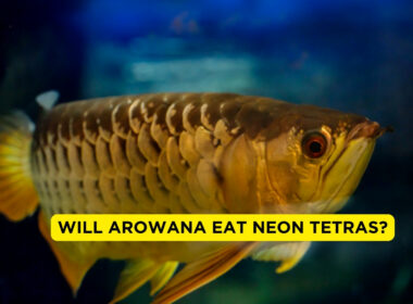 Will Arowana Eat Neon Tetras?