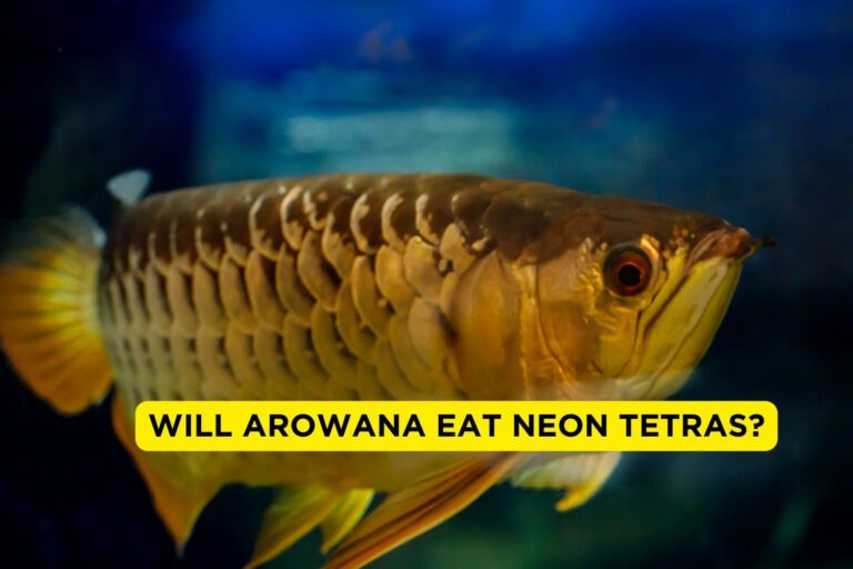 Will Arowana Eat Neon Tetras?