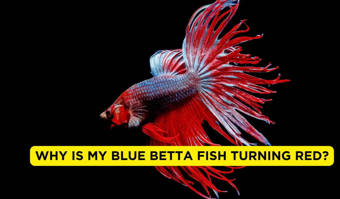 Why Is My Blue Betta Fish Turning Red?