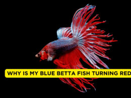 Why Is My Blue Betta Fish Turning Red?