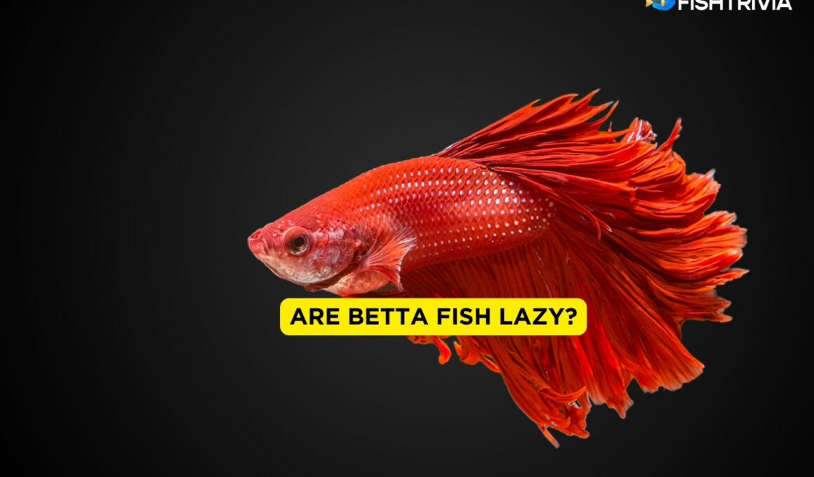 Are Betta Fish Lazy