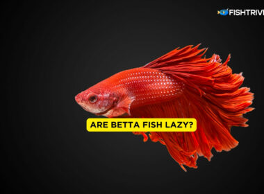 Are Betta Fish Lazy