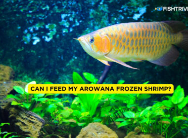 Can I Feed my Arowana Frozen Shrimp?