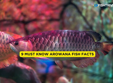 Must Know Arowana Fish Facts