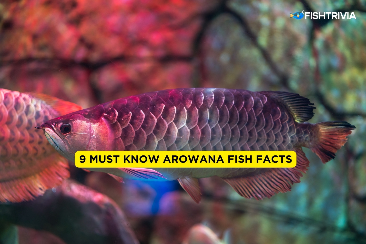Aworpma Fish Discover What Arowana Fish Eat And How To Feed Them Properly – JSHY