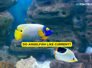 Do Angelfish Like Current?