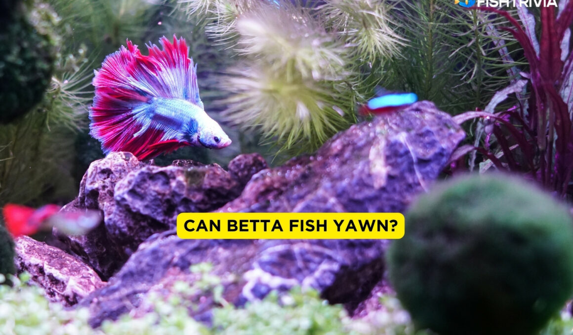 Can Betta Fish Yawn?