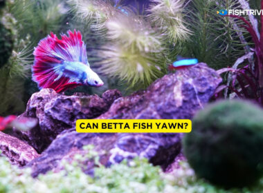 Can Betta Fish Yawn?