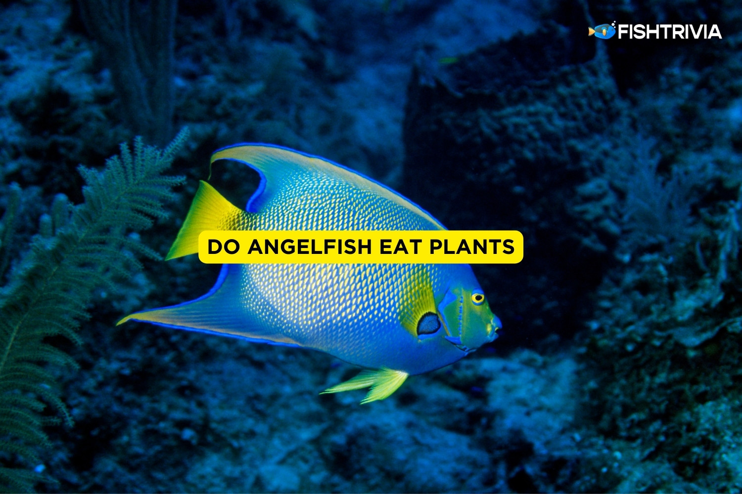 Do Angelfish Eat Plants? (Explained) FishTrivia