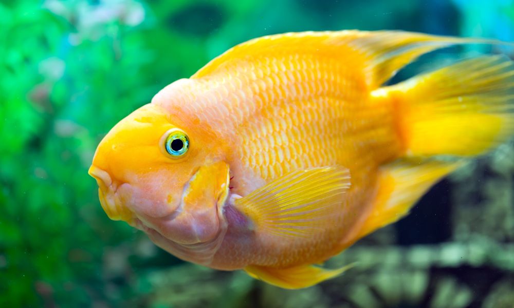 Can parrot fish live with angelfish?
