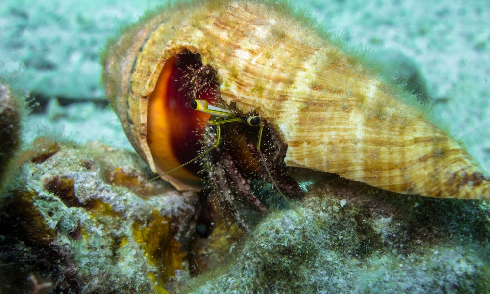 Can Hermit Crabs Live With Betta Fish?
