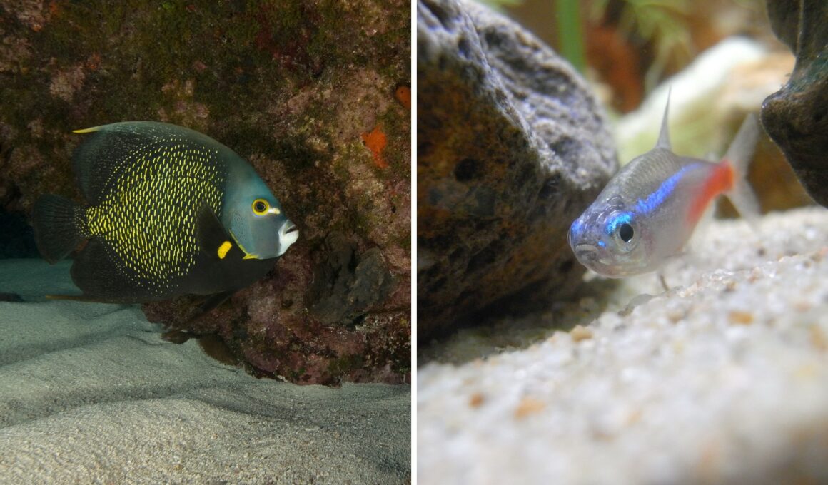 Do angelfish eat neon tetra?