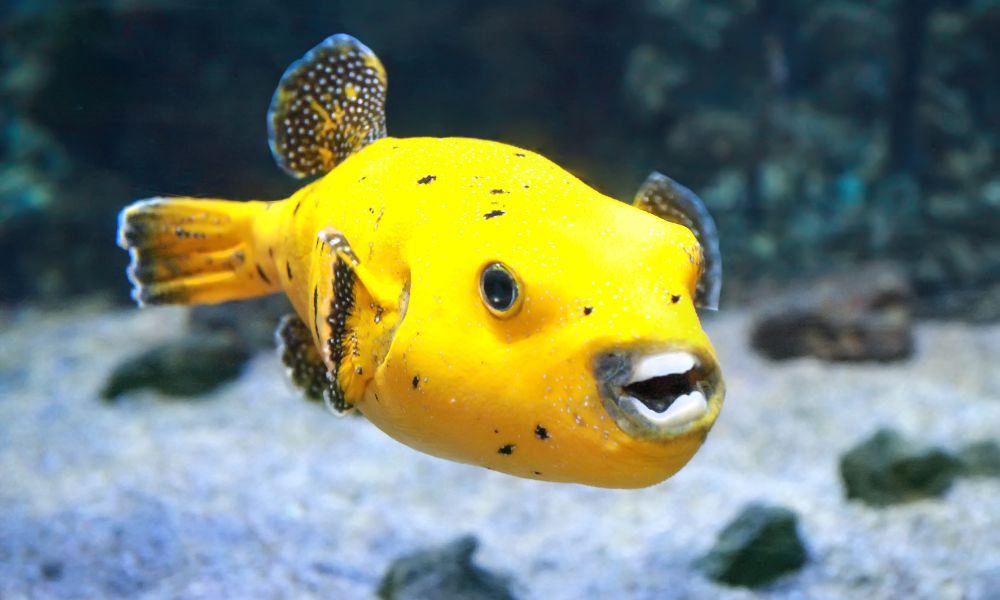 Can Pea Puffers Live With Angelfish