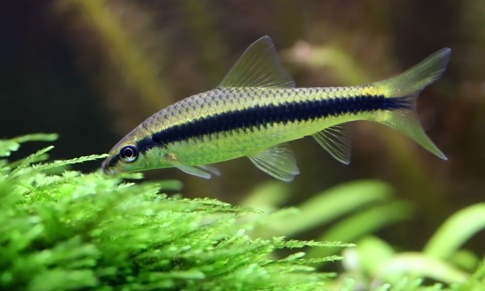 Siamese algae eater as pleco Fish Tank Mates