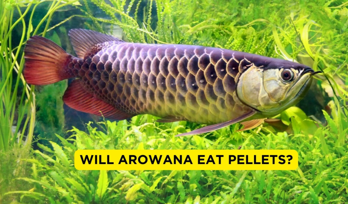Will Arowana Eat Pellets?