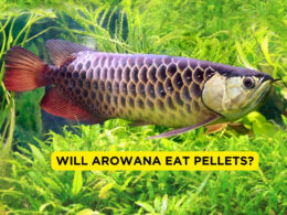 Will Arowana Eat Pellets?