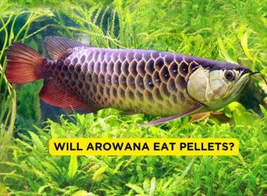 Will Arowana Eat Pellets?