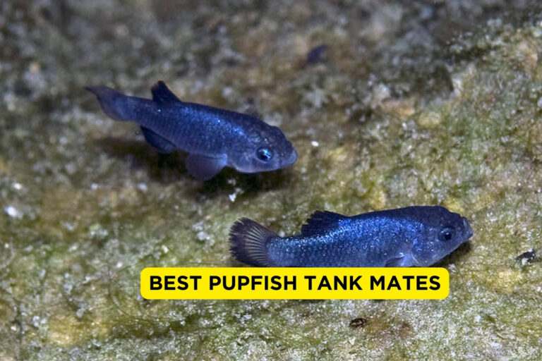 Best Pupfish Tank Mates