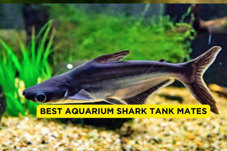 Best Aquarium Shark Tank Mates