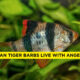 Can Tiger Barbs Live With Angelfish?