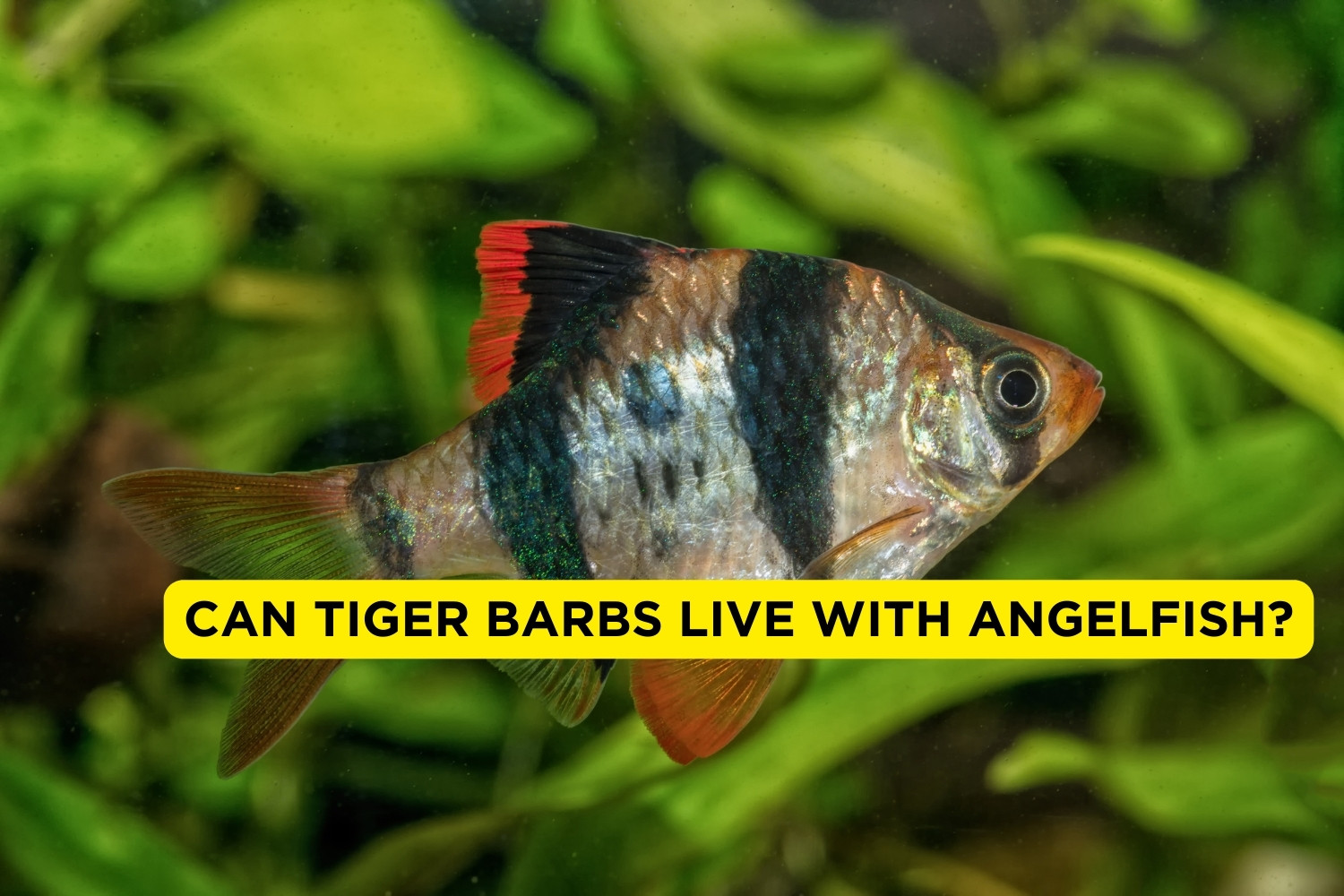 Can Tiger Barbs Live With Angelfish? (Explained) FishTrivia