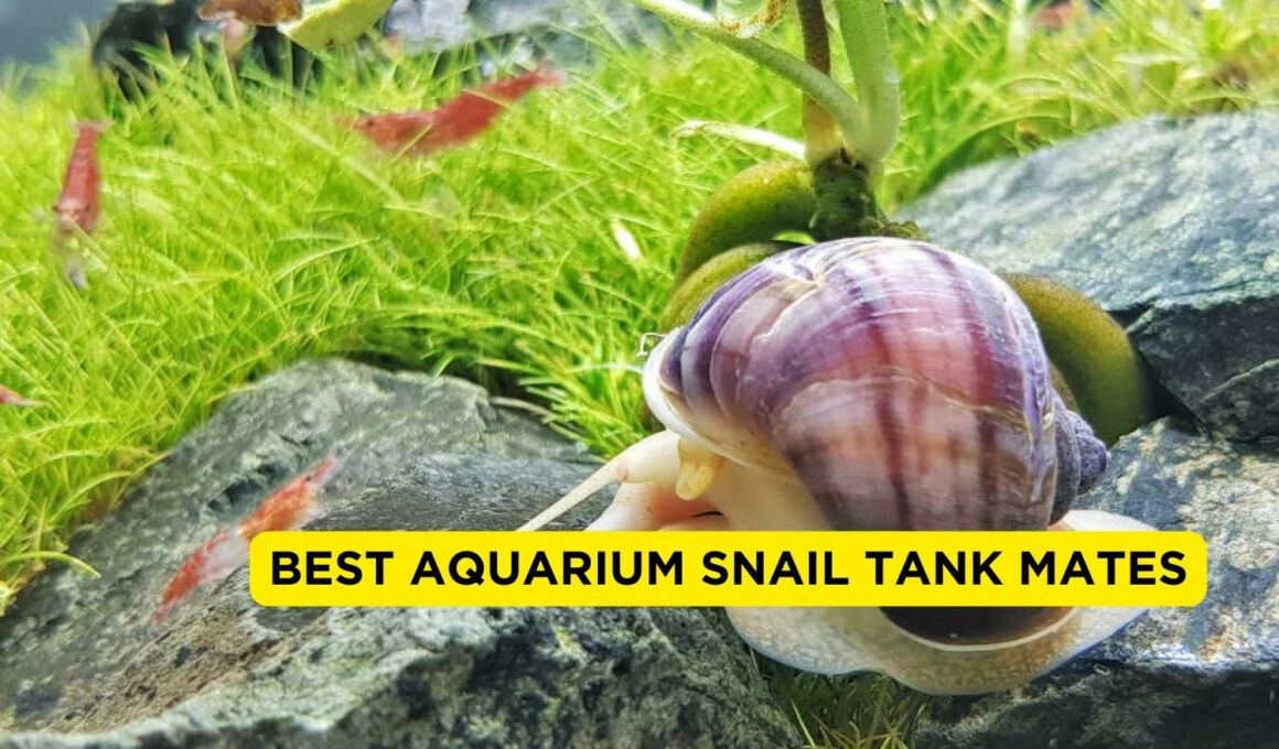 Best Aquarium Snail Tank Mates