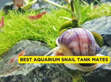 Best Aquarium Snail Tank Mates