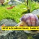 Best Aquarium Snail Tank Mates