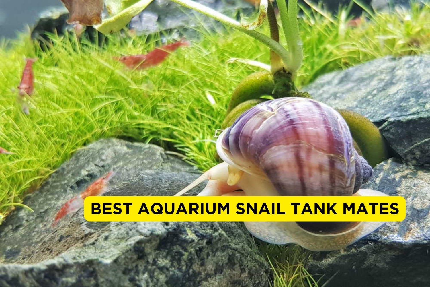 9 Best Aquarium Snail Tank Mates 2024 (With Pictures) FishTrivia