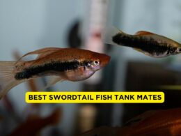 Best swordtail fish Tank Mates