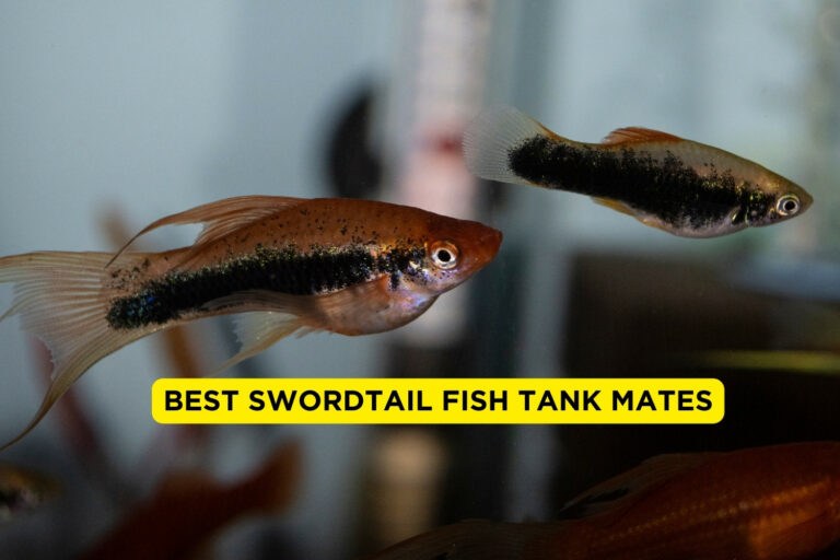 Best swordtail fish Tank Mates