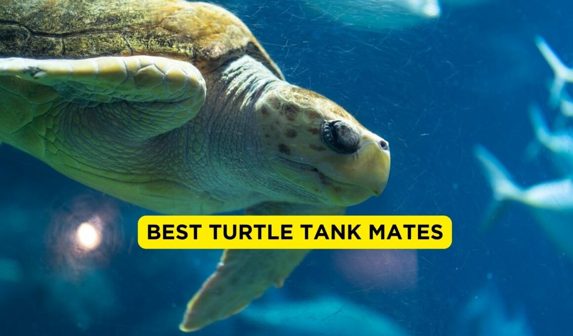Best Turtle Tank Mates