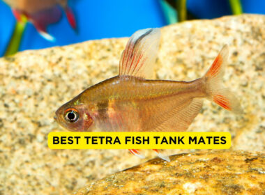 Best Tetra Fish Tank Mates