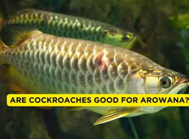 Are cockroaches good for arowana?