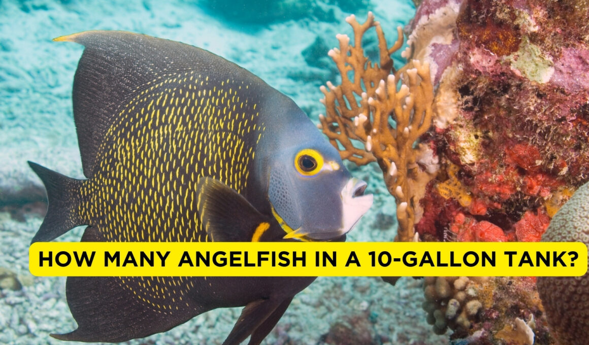How Many Angelfish In a 10-gallon Tank?