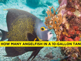 How Many Angelfish In a 10-gallon Tank?