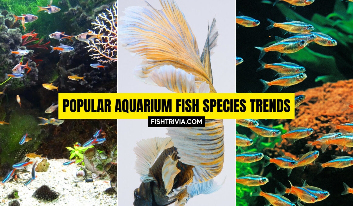 Popular Aquarium Fish Species Trends