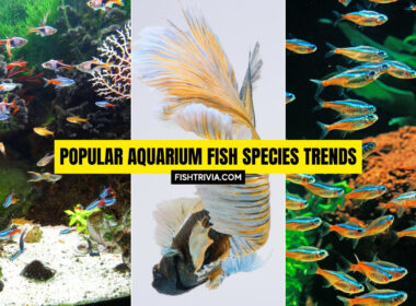 Popular Aquarium Fish Species Trends