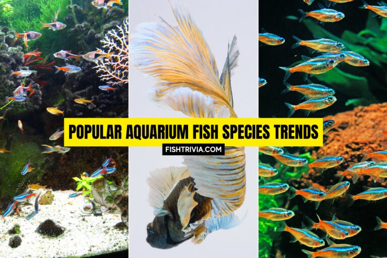 Popular Aquarium Fish Species Trends