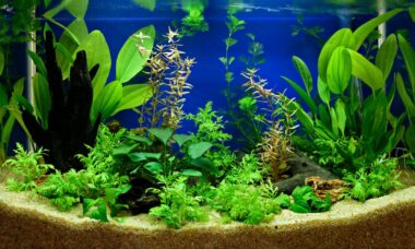 Image showcasing 7 Best Plants For Goldfish | FishTrivia