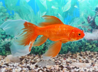 Can Shrimp Live With Goldfish?