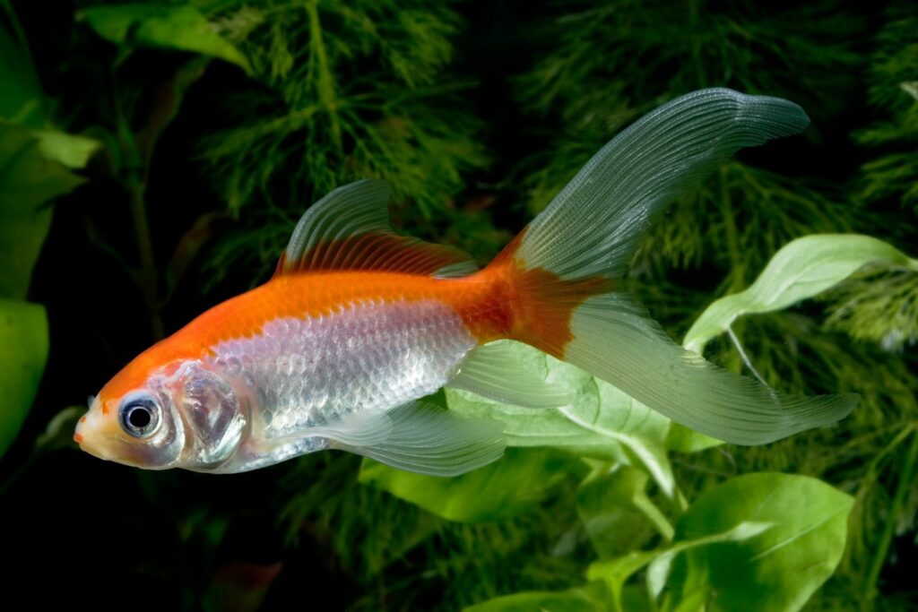 Types Of Goldfish