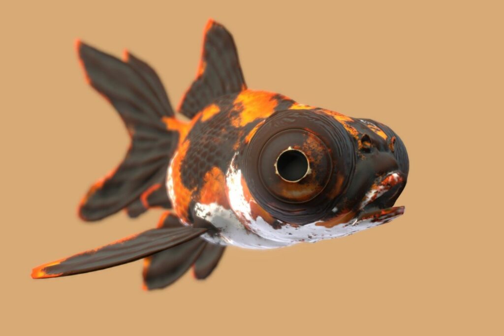 Moor Goldfish