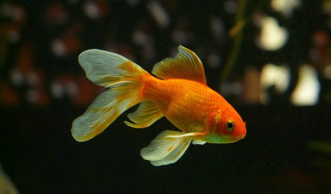 can platies live with goldfish