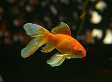 can platies live with goldfish