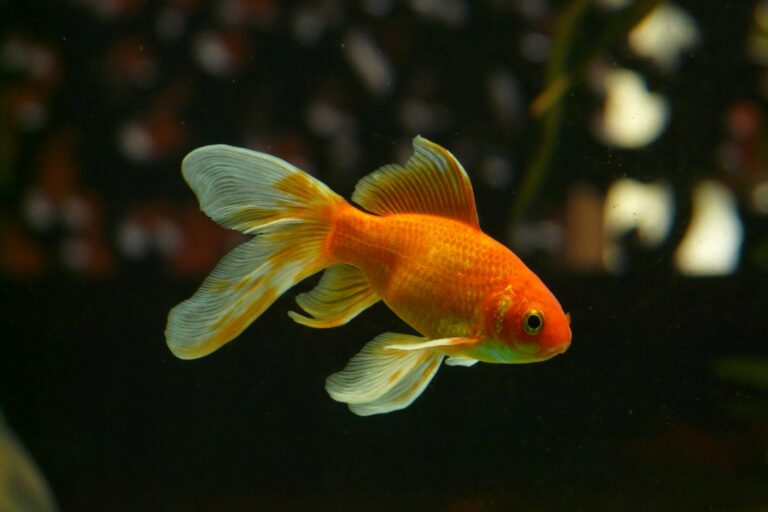 can platies live with goldfish